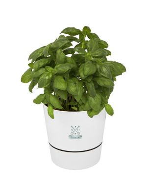maceta para cocina herbs burgundy/blanco vista3